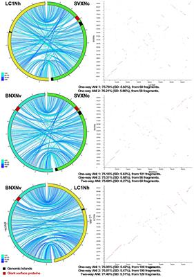 Functional diversity of nanohaloarchaea within xylan-degrading consortia